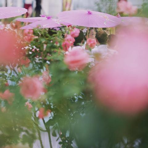 玫瑰花城动态更新