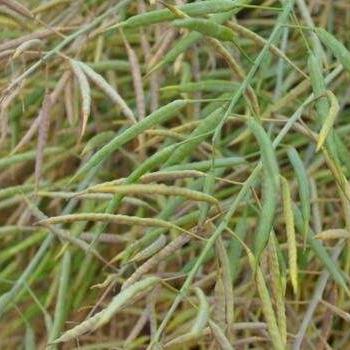 加拿大菜籽期货市场走势分析