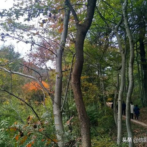 蝴蝶谷最新地址大揭秘，自然美景与文化融合胜地