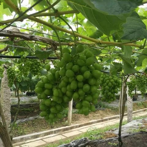 巨峰葡萄最新批发价格解析