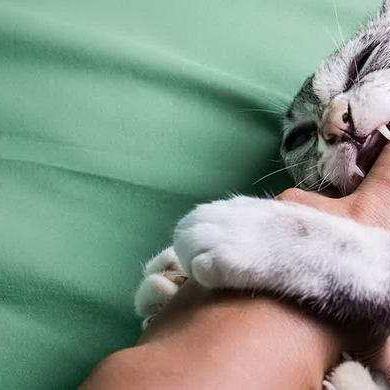 饥饿鲨世界最新版破解版，深海狩猎极致乐趣