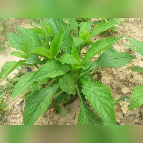 九台区卡伦湖最新规划揭秘