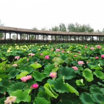 掌上六盒最新版下载攻略，全面解析与应用指南