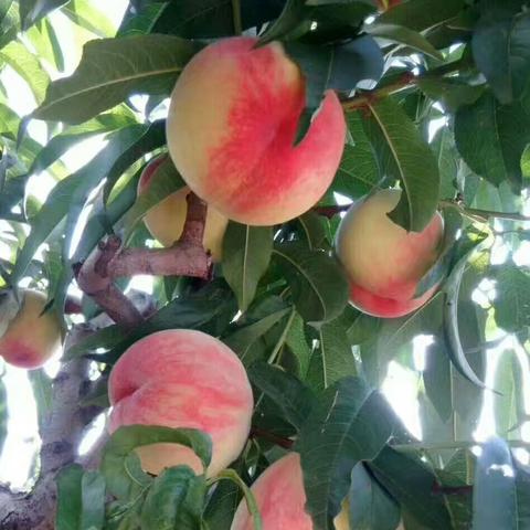 秦安县高铁进展更新