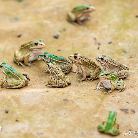 生稻小百合最新作品深度剖析