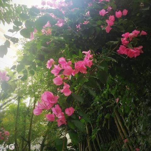 银川中阿之轴打造国际经济合作新引擎最新动态