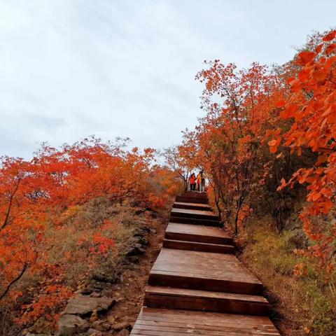 邯郸枫景华庭最新动态速递