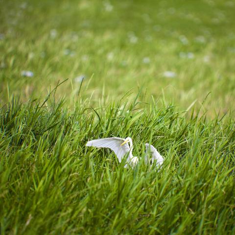春暖花开新领地探索，生机勃勃的新地址