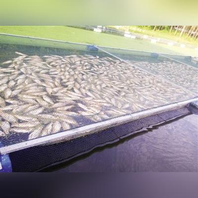 宿州市祁县镇最新动态简报