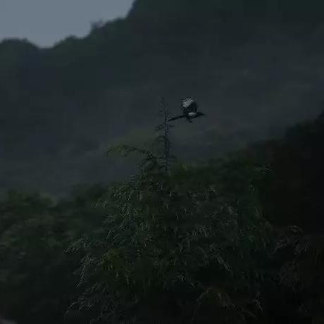 梅子黄时雨作品集赏析，品读最新力作