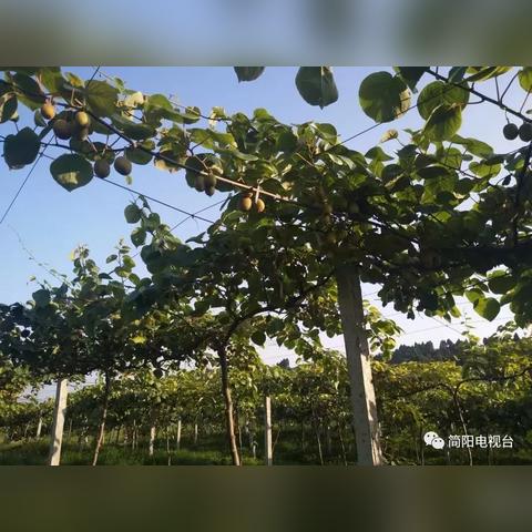 简阳市三合镇规划最新解读