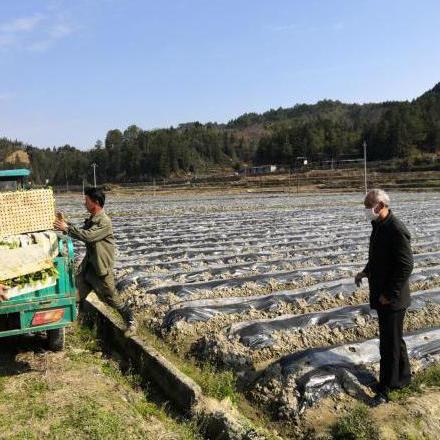 农民频道聚焦，农业科技崛起，农村发展新动力观察