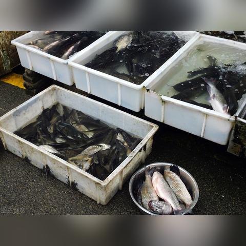 攀鲈鱼最新价格分析，市场行情及一斤价格解读