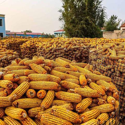 小麦收购价格最新行情解析