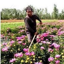 亳州白术收购价格最新走势分析