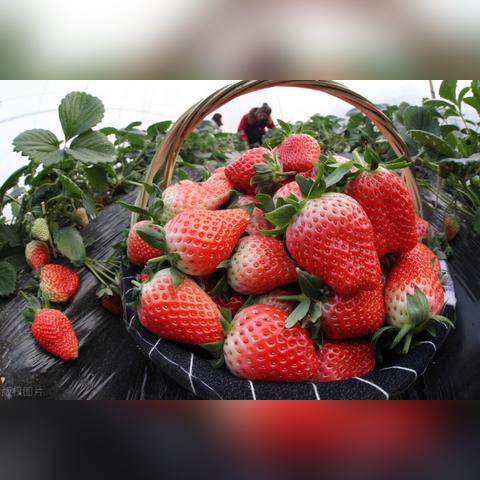 BT核工厂合集深度解析