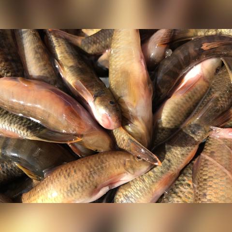 最新女猪养殖行业报告概览